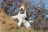 FOX TERRIER 411